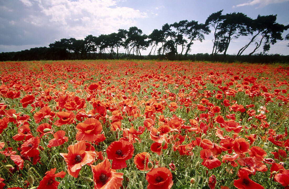 Corn poppies growing on uncultivated Breckland field. Norfolk, England. UK.