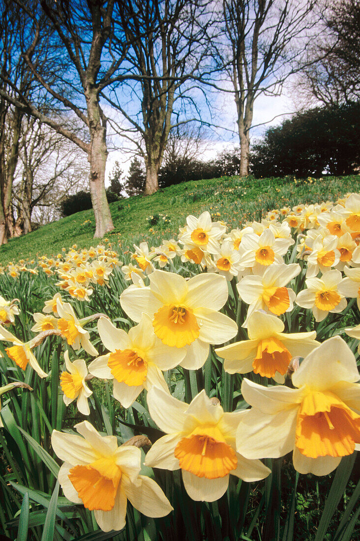 Daffodils at Waddesden Manor. Buckinghamshire. England. UK.