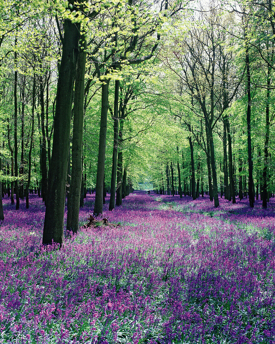 Bluebells (Hyacinthoides non-scriptus). Ashridge. Hertfordshire. England. UK.