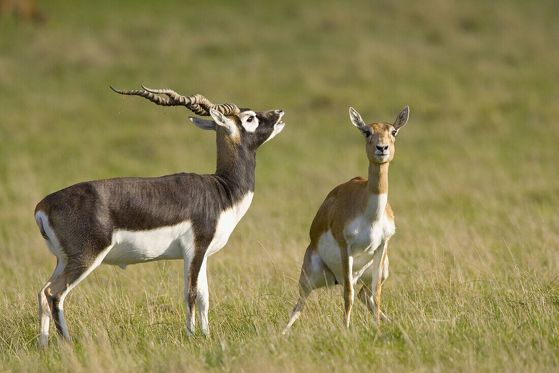 Blackbuck Antilope cervicapra . Male & Female