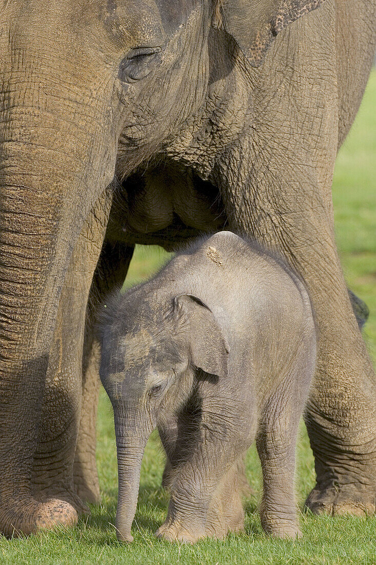 Asian Elephant with calf Elephas maximus