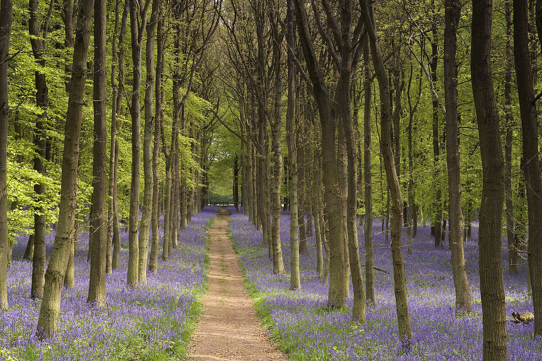 Bluebells. Dockywood Ashridge Herts. England. United Kingdom.