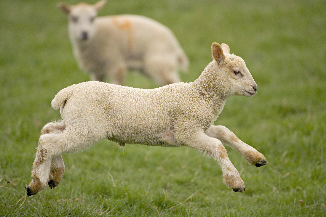 Lamb jumping.