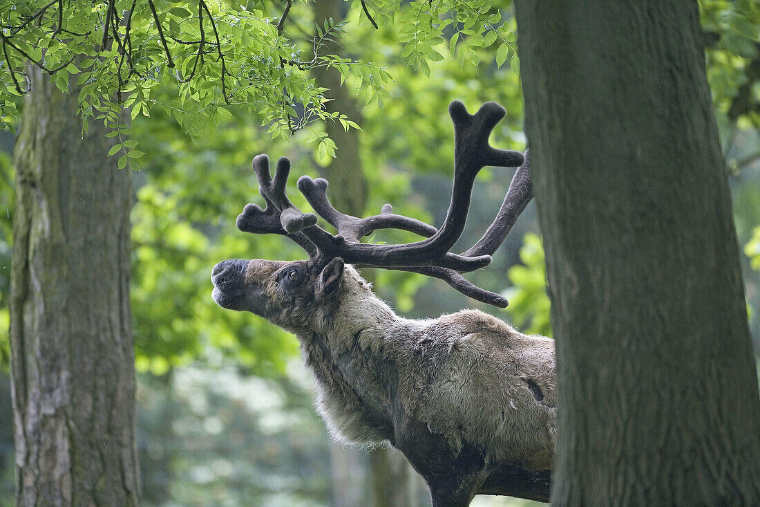 Reindeer male.