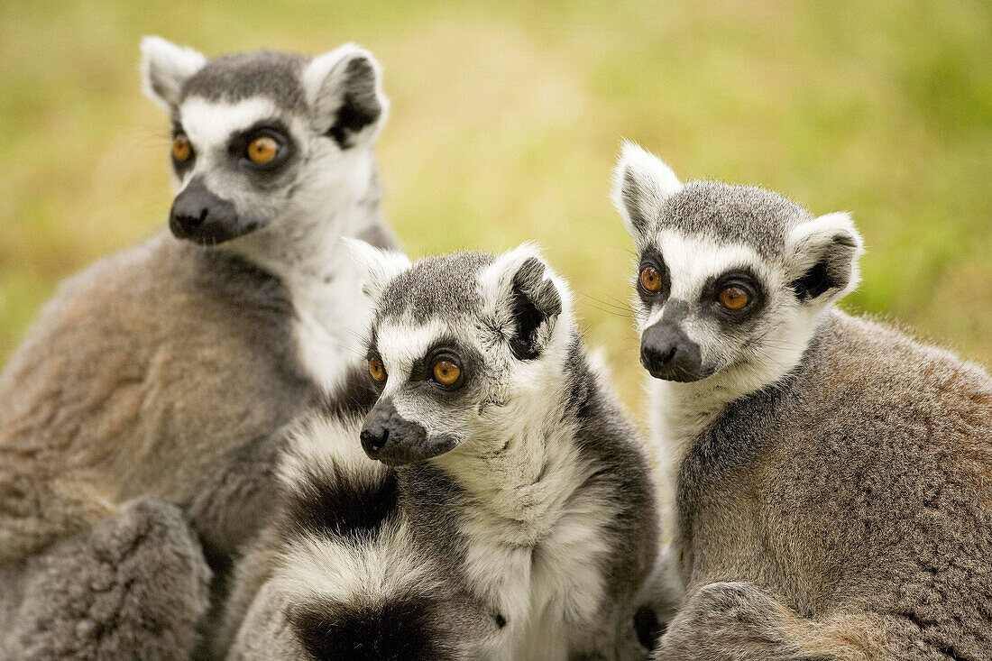 Ring-tailed lemur trio.