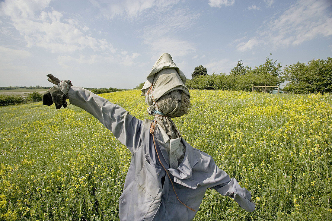 Scarecrow in flower meadow.
