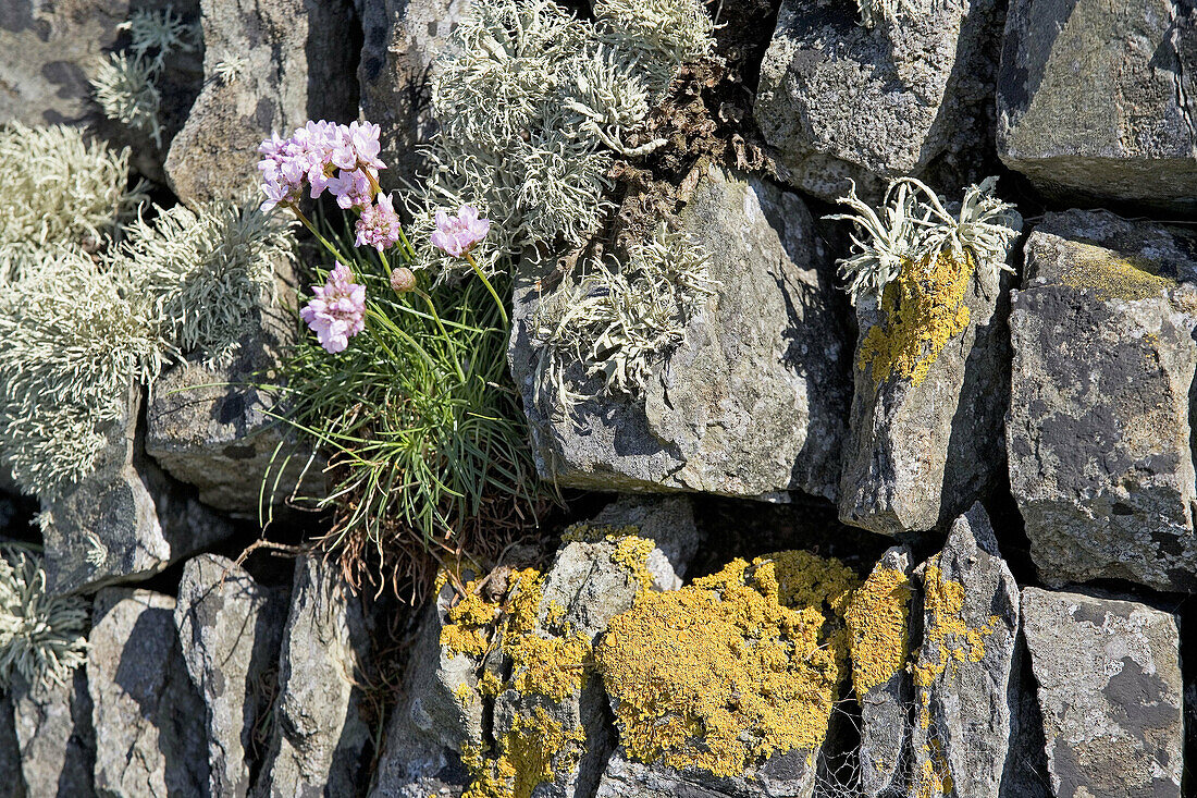 Thrift (Armeria maritima). Lichens. Cornwall. England. UK.