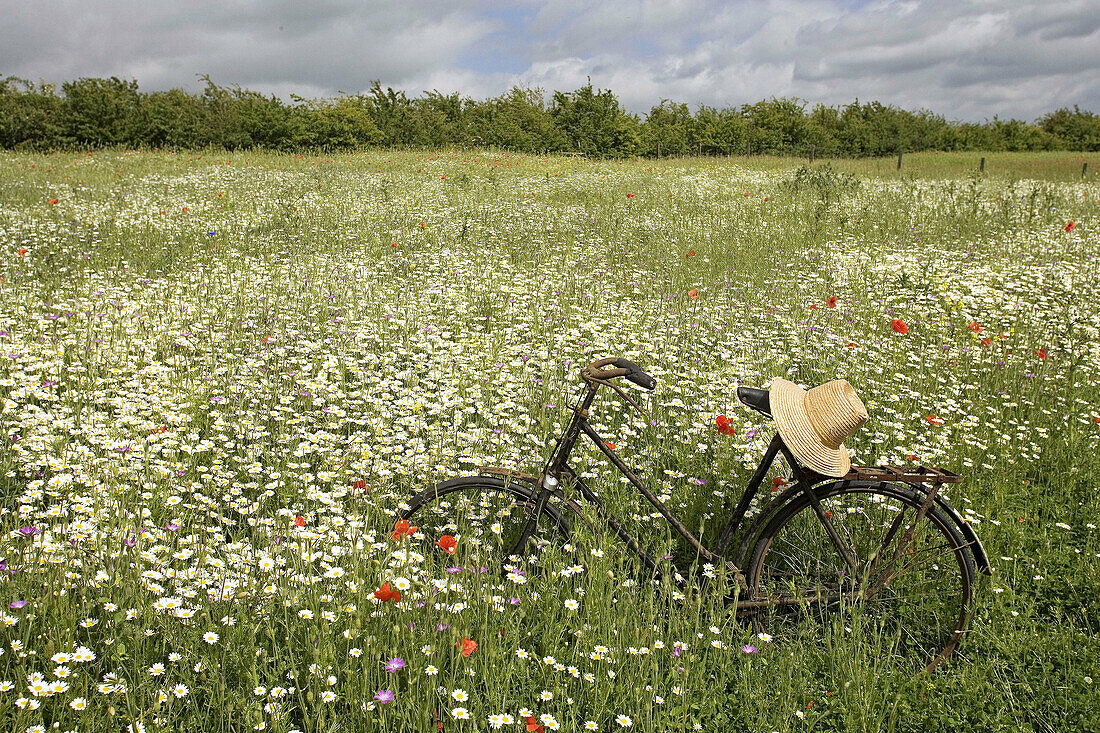 Wild flower meadow with ancient bicycle.