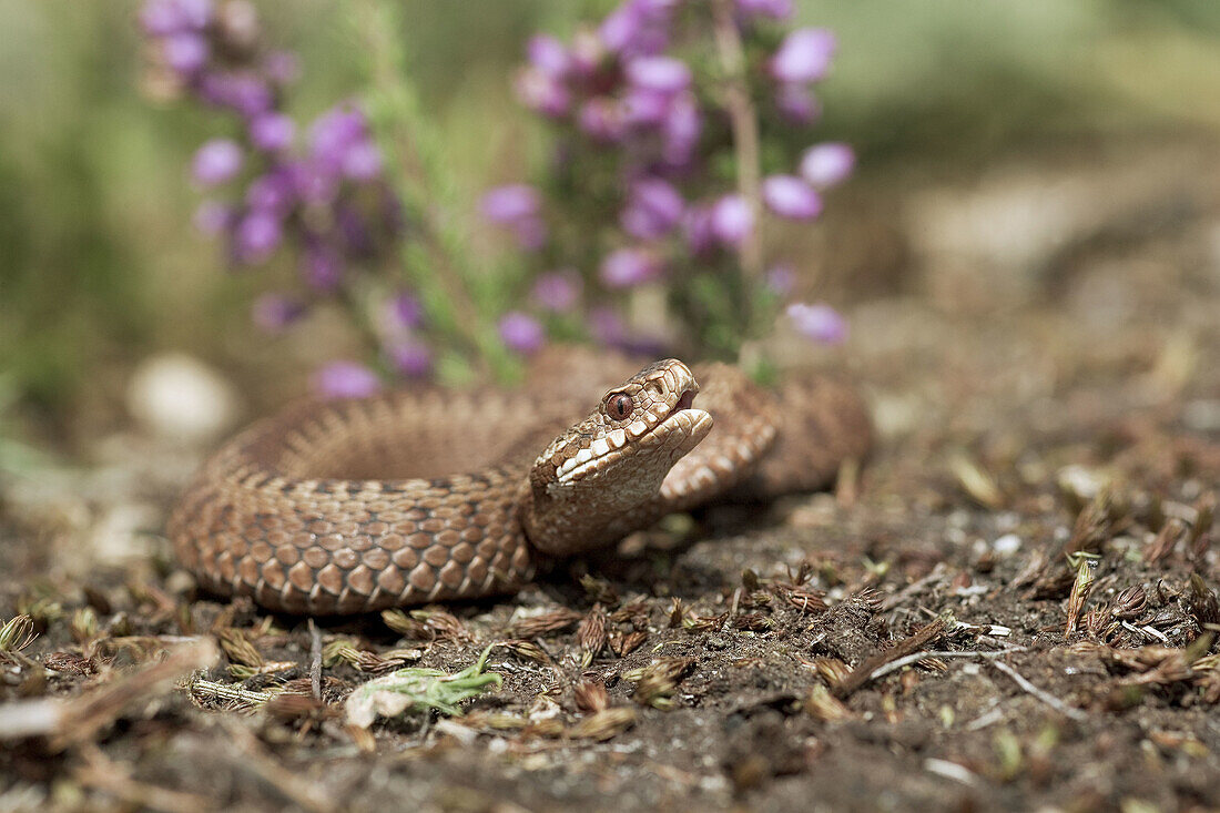 Adder Vipera berus on heathland.