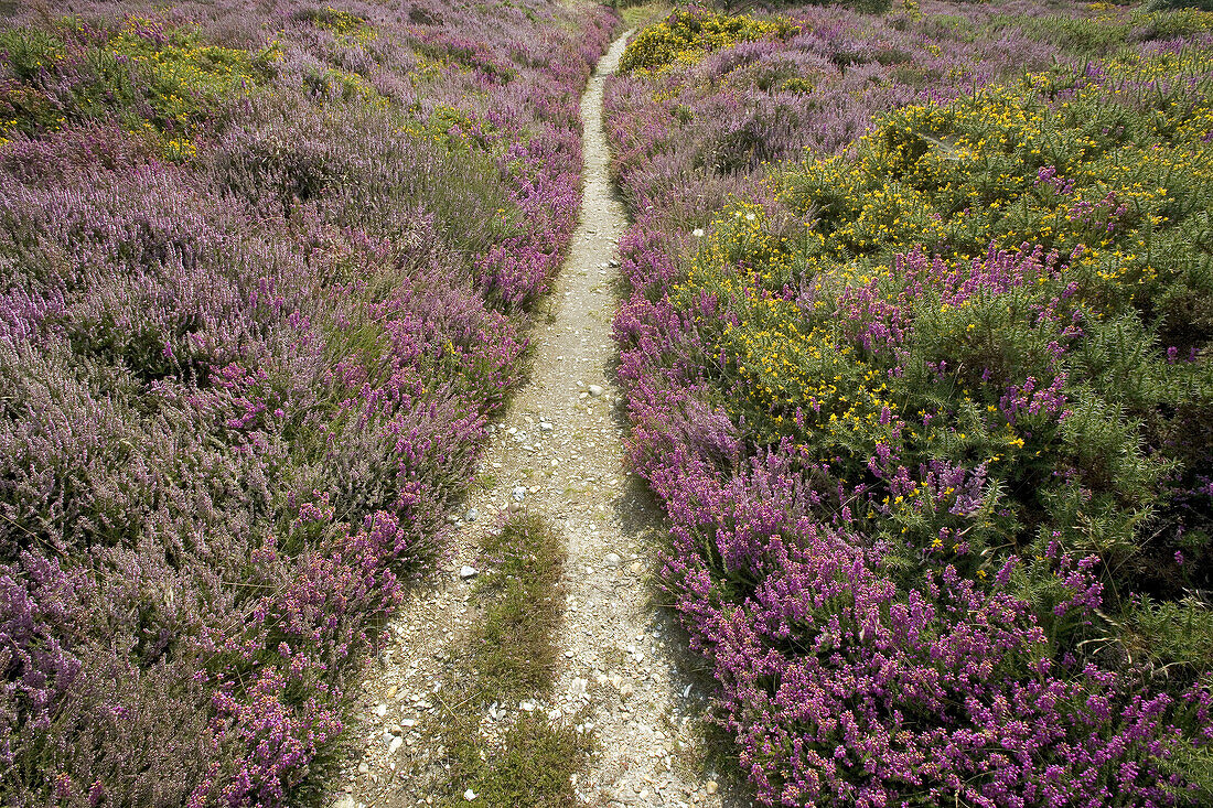 Pathway on Kelling Heath. Norfolk UK