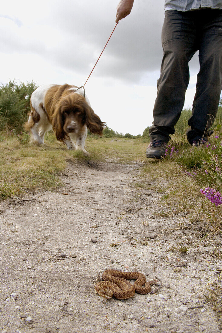 Dog walker and adder (Vipera berus) on footpath.