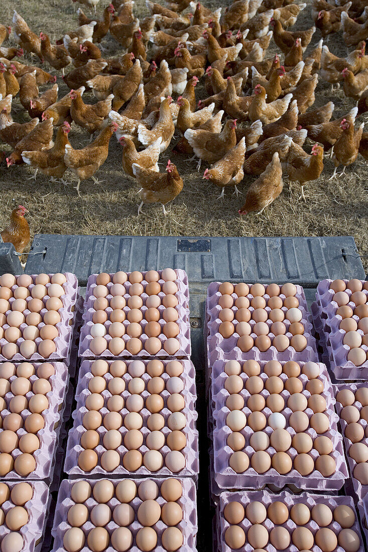 Free range organic. Chickens Egg.