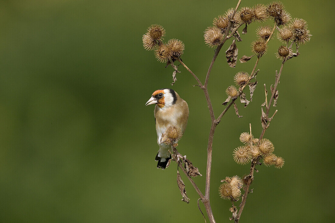 Gold finch (Carduelis carduelis) on burdock.