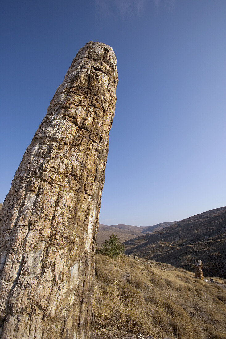 Petrified tree exposed. Lesbos Island. Greece.
