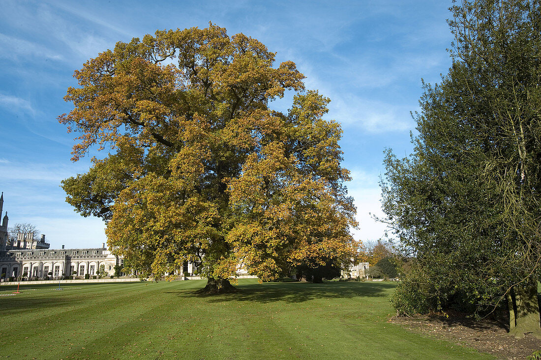 Queen Victoria’s oak in the garden at Ashridge. Herts, UK