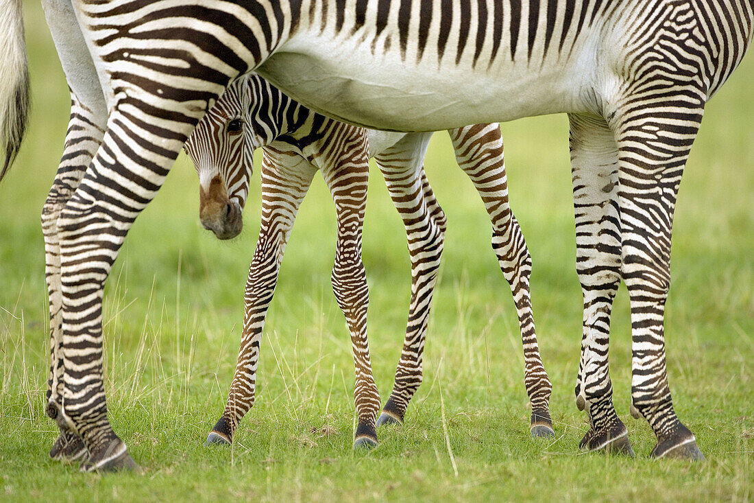 Grevy s Zebra (Hippotigris grevyi), foal.