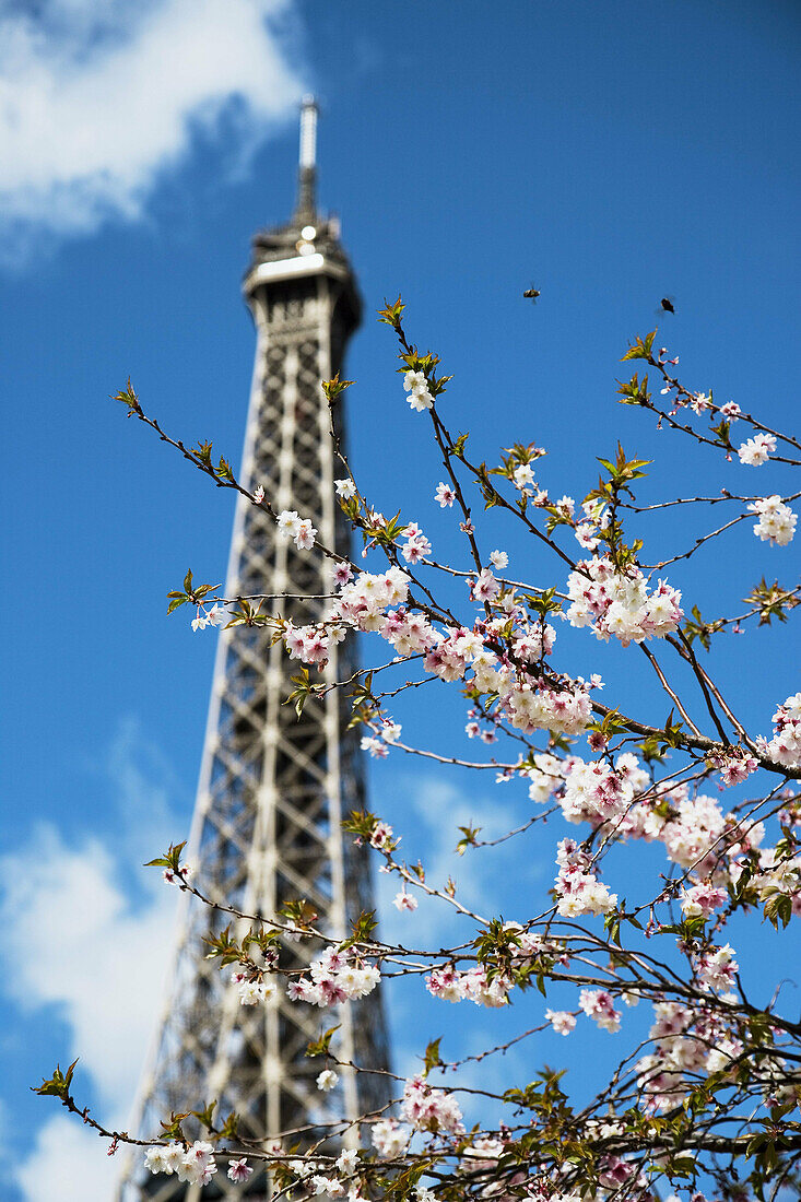 Eiffel Tower Paris France Spring