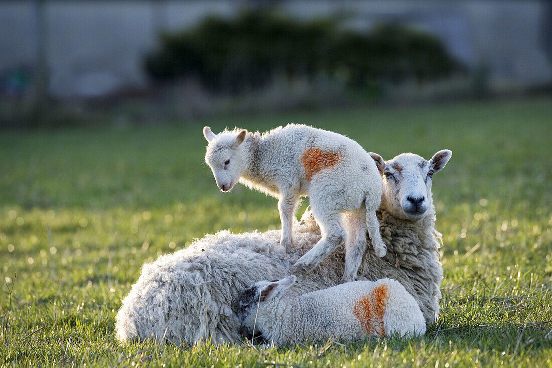 Ewe Lamb Goosehill Farm Bucks UK