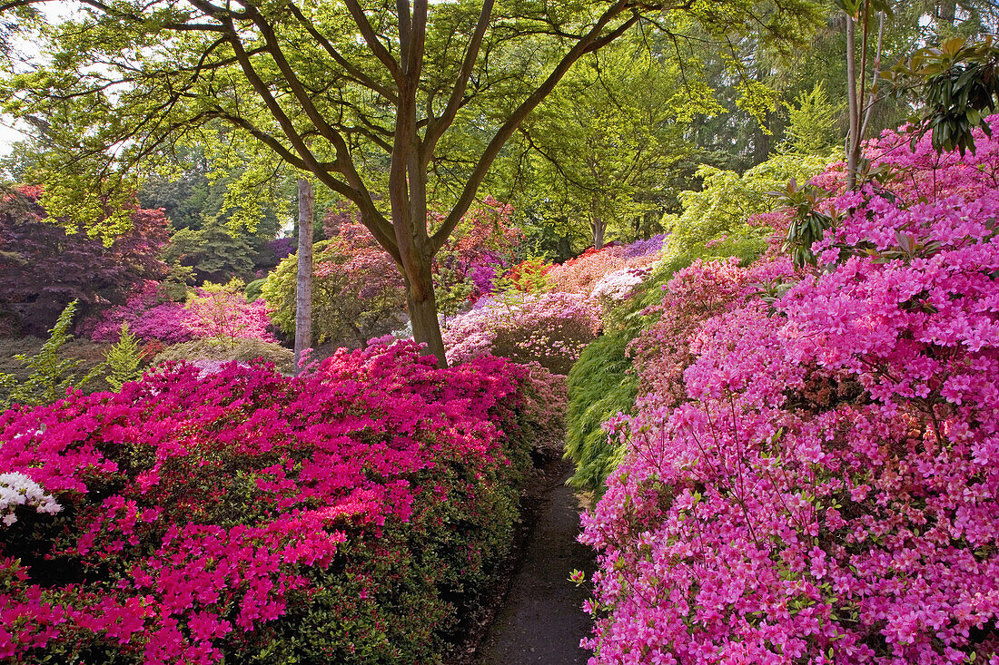 Punch Bowl Windsor Park Berkshire UK