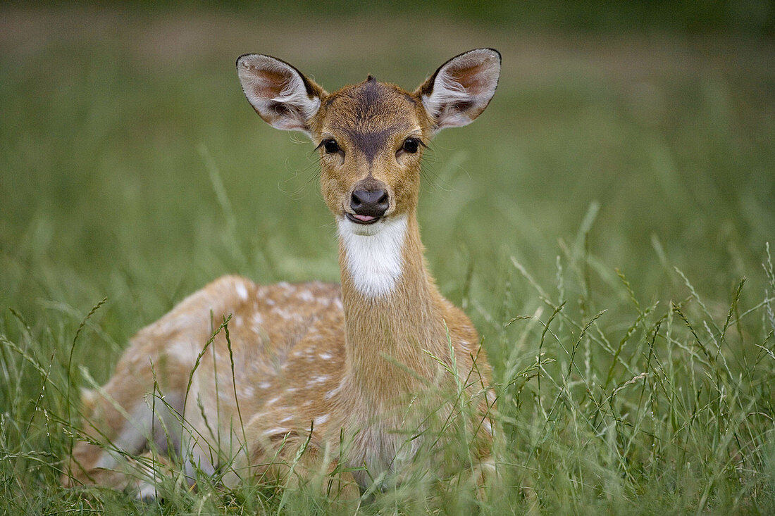 Barasingha (Cervus duvaucelii)