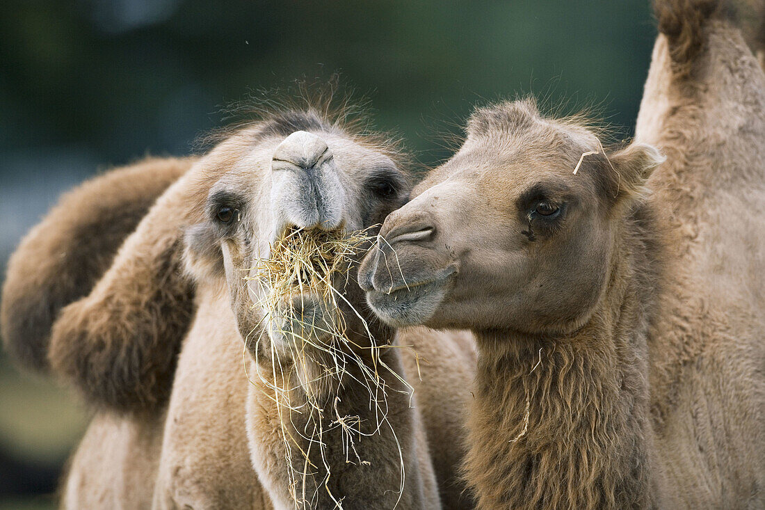 Bactrian camel (Camelus bactrianus), Whipsnade Wild Animal Park. Bedfordshire, UK