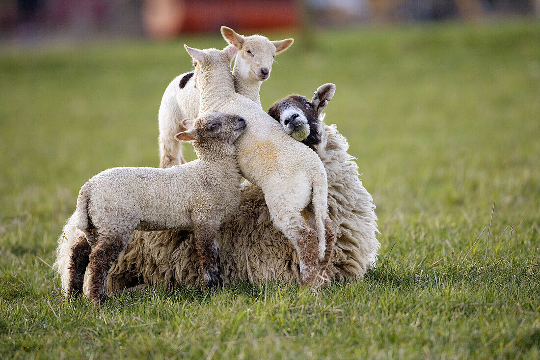 Ewe and Lambs. Goosehill farm. UK