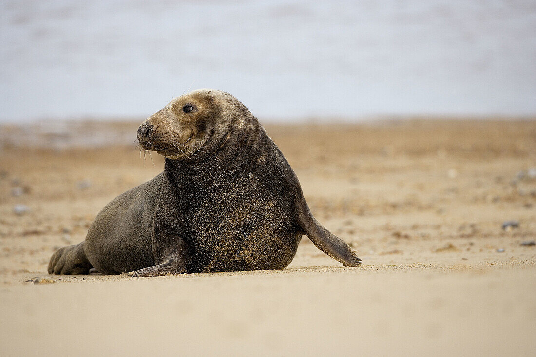 Grey Seal (Halichoerus grypus). East Anglia. UK.