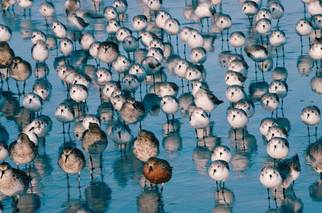 Red Knots (Calidris canutus). Florida. USA