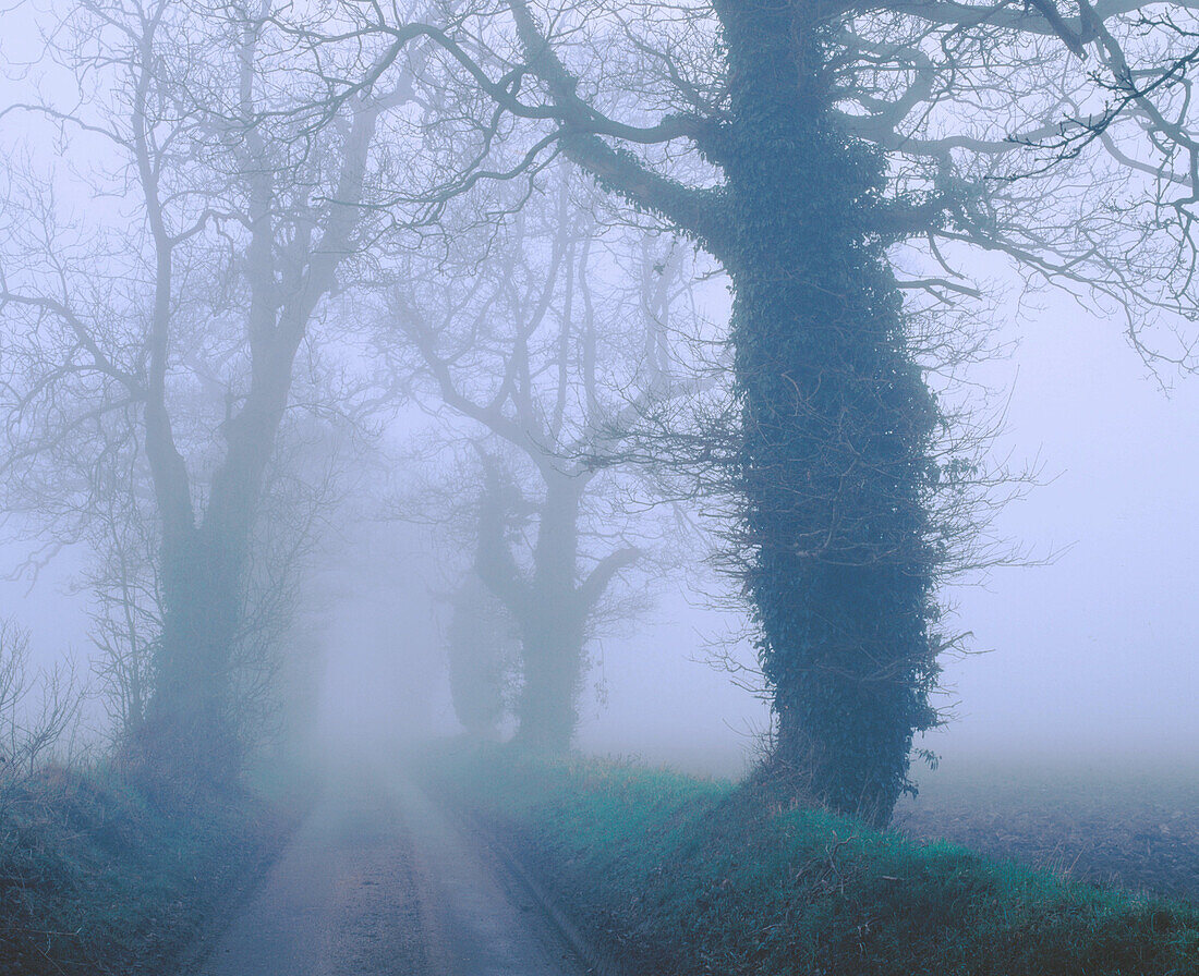 Oaks on foggy evening. Norfolk. England