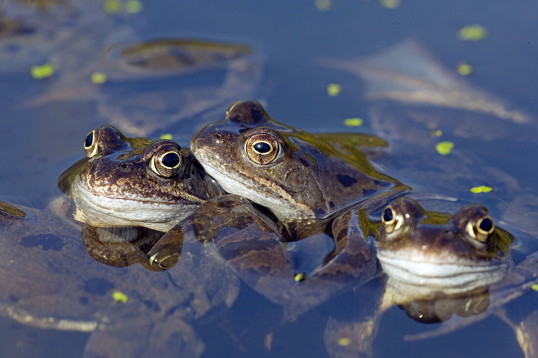 Commons Frog (Rana temporaria). Norfolk. UK