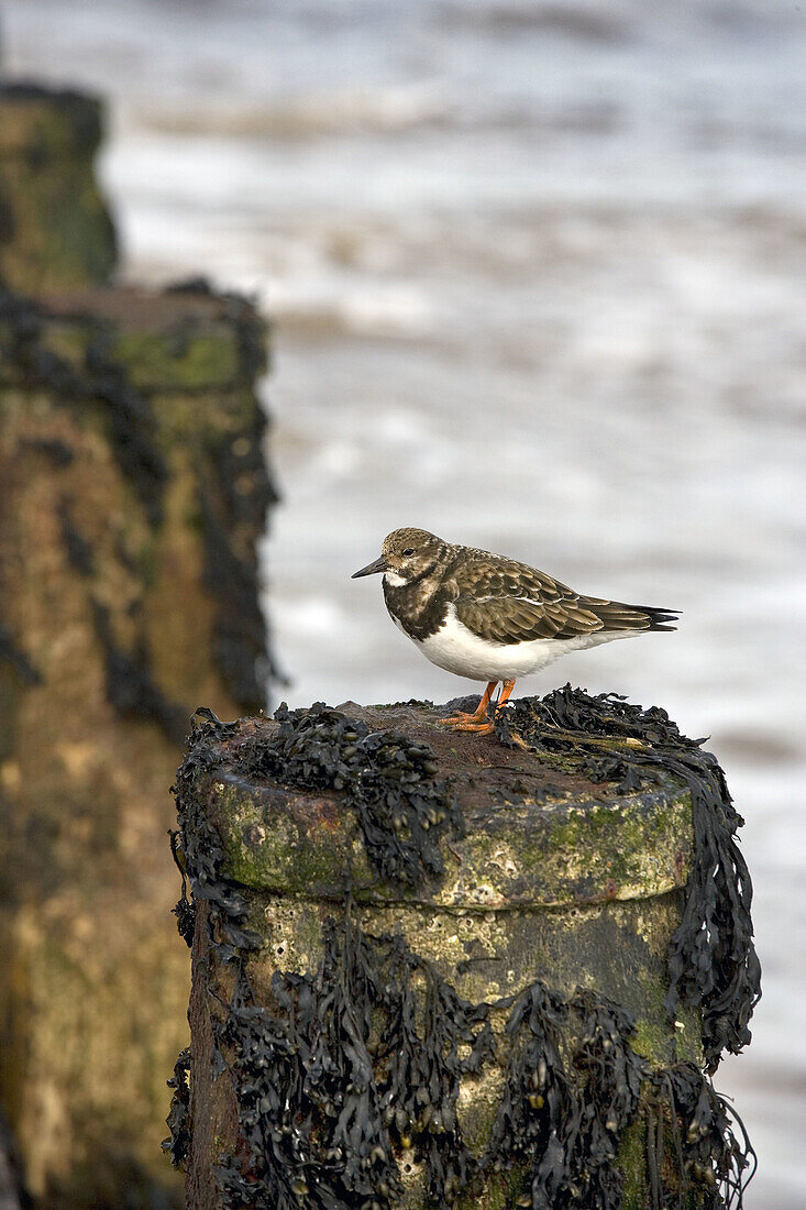 Ruddy Turnstone (Arenaria interpres). Norfolk beach. UK