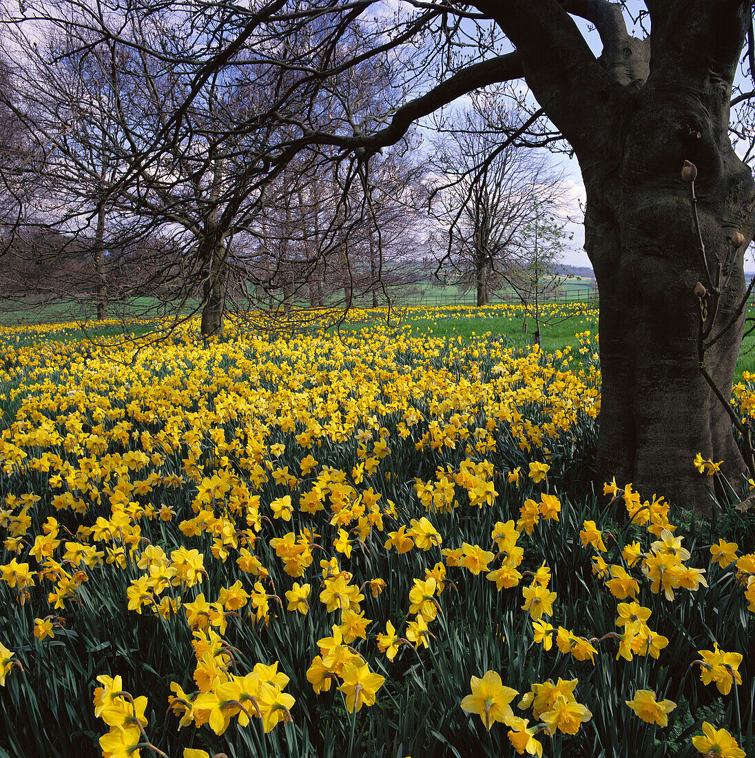 Daffodils. Bucks. England