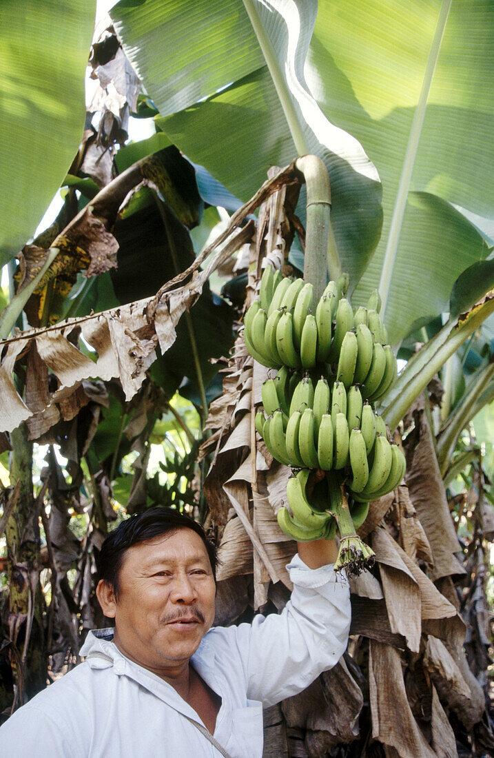 Man with harvest of organic bananas. Quintana Roo. Mexico.