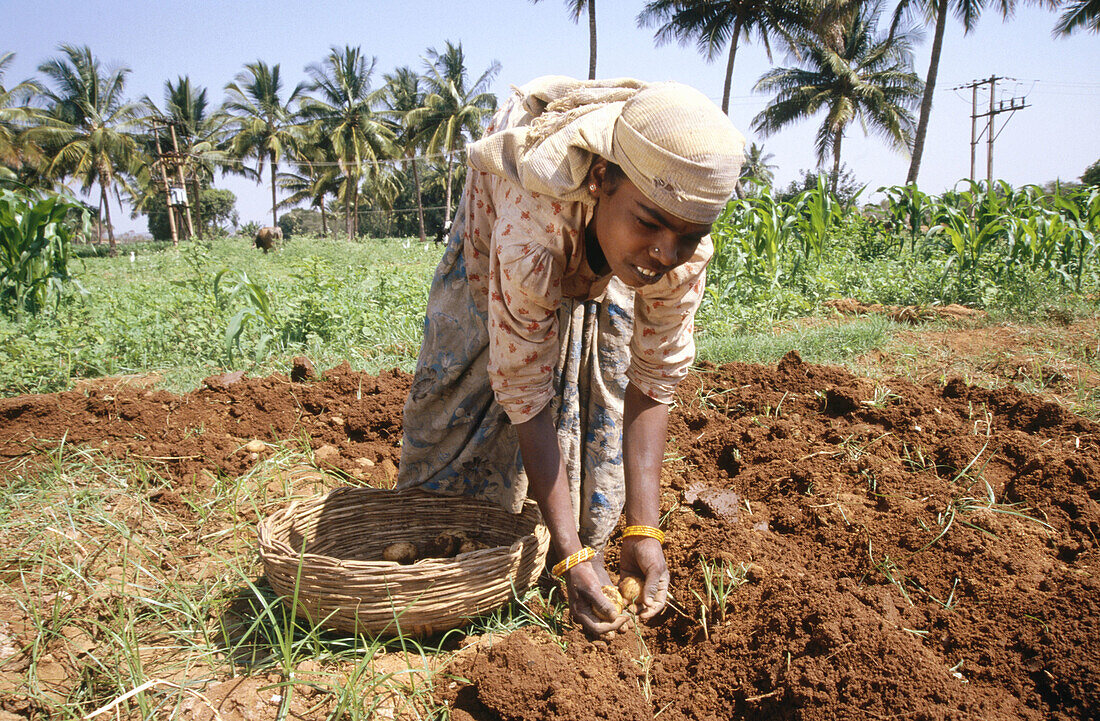 Harvesting potatoes. Mulbaghal, Karnataka. India.