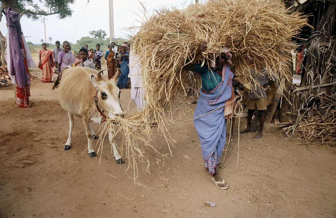 Woman carrying hay. Kolar district, Karnataka. India.