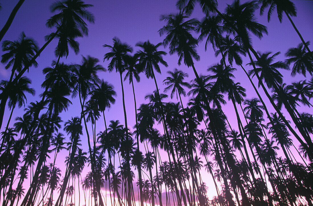 Palm trees. Royal Kapuaiwa Palm Grove. Kaunakakai. Molokai Island. Hawaii