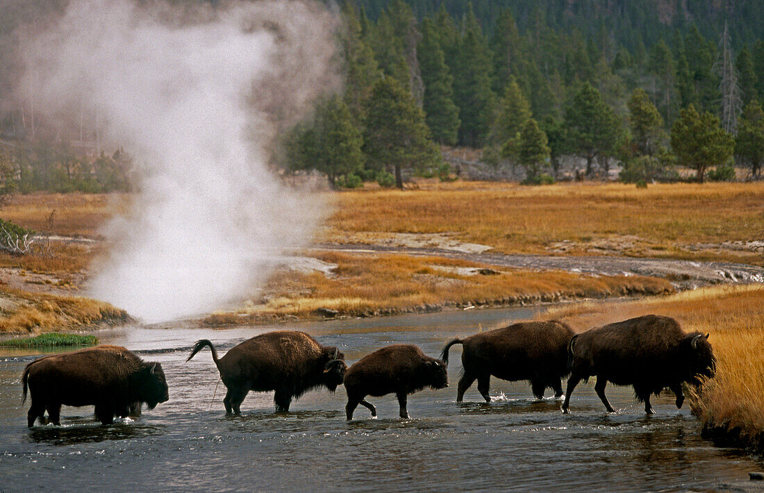 Bisons (Bison bison) and geysers. Yellowstone NP. Wyoming. USA