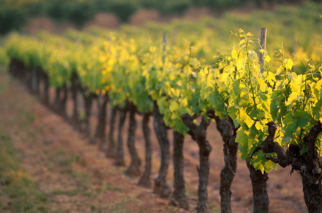 Vineyard details. Gordes. Provence. France