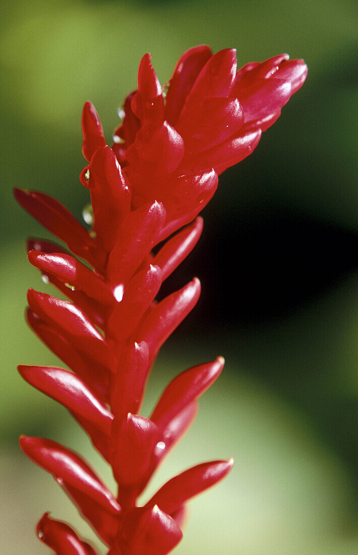 Red Ginger (Alpinia purpurata). Cascades Faarumai. Tahiti. French Polinesia