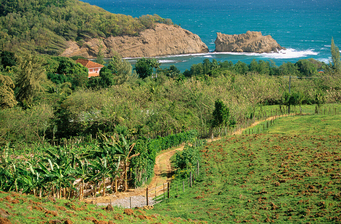 Banaba plantation in Saint Aubin Island. Martinique. French West Indies