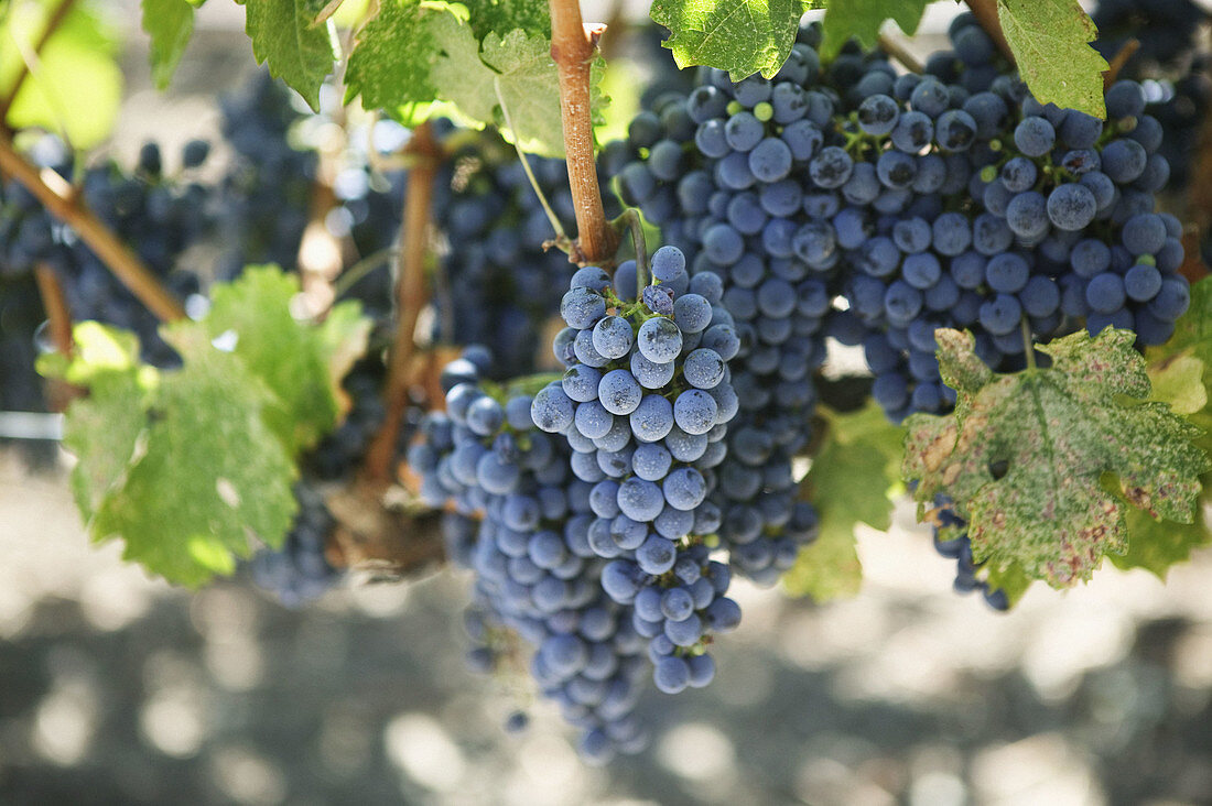 Grapes in Napa Valley. California, USA
