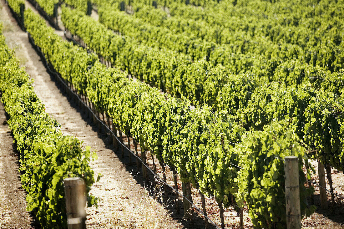 Vineyards in Yountville (Napa Valley). California, USA