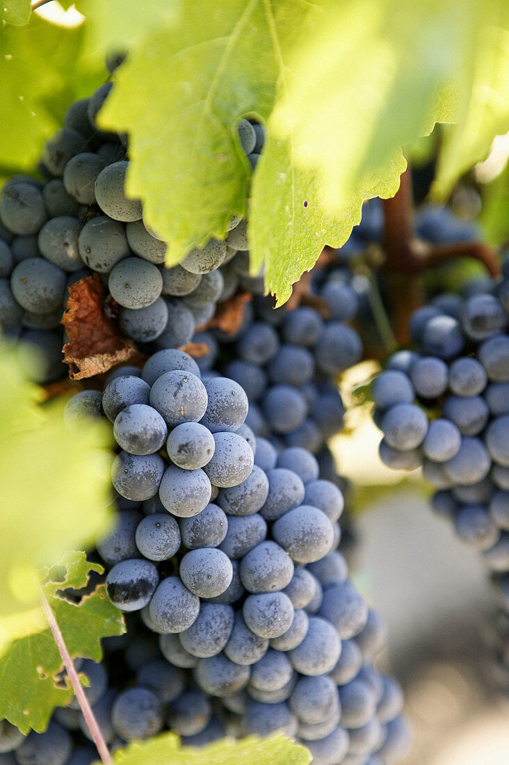 Chardonnay Grapes from Yountville (Napa Valley). California, USA