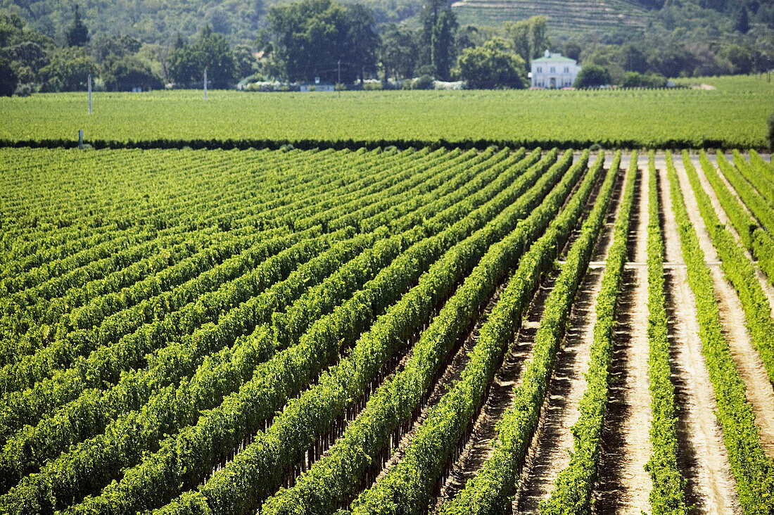 Vineyards at Opus One Winery. Napa Valley. California, USA