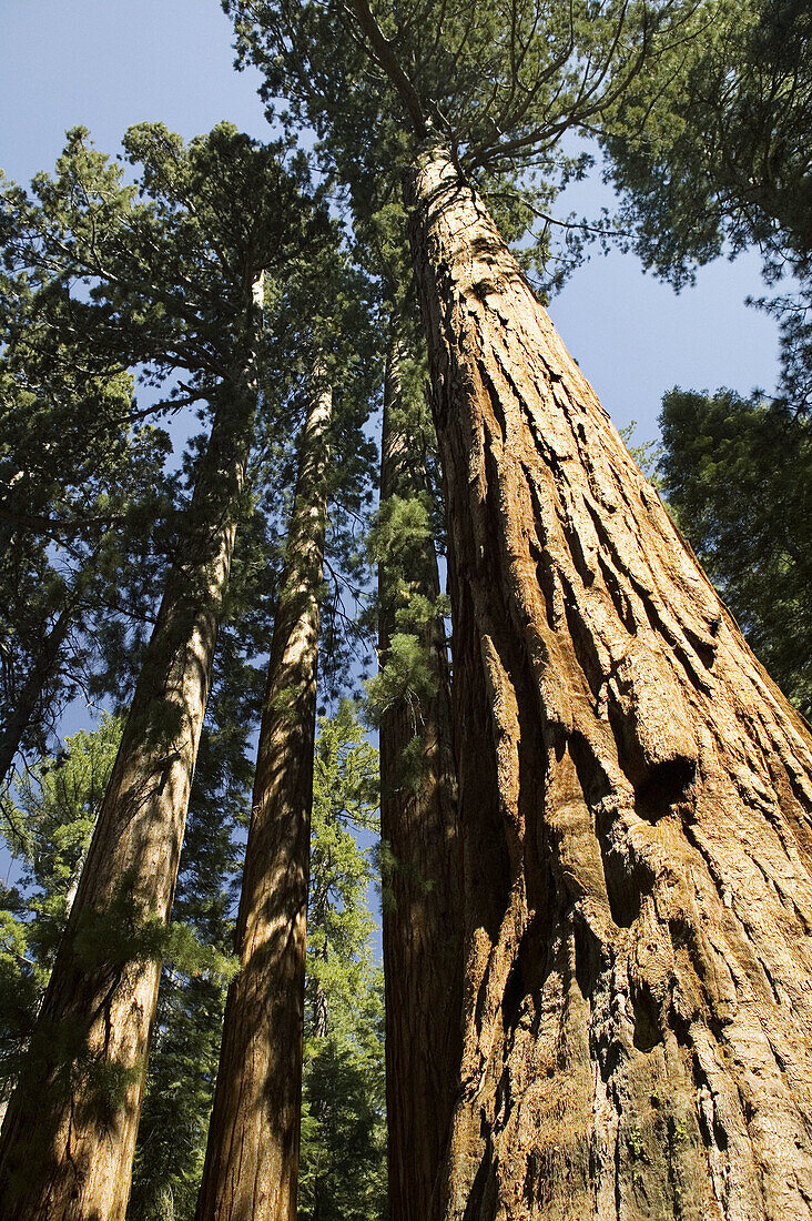 Giant sequoias (Sequoiadendron giganteum), Mariposa Grove. Yosemite National Park. California. USA