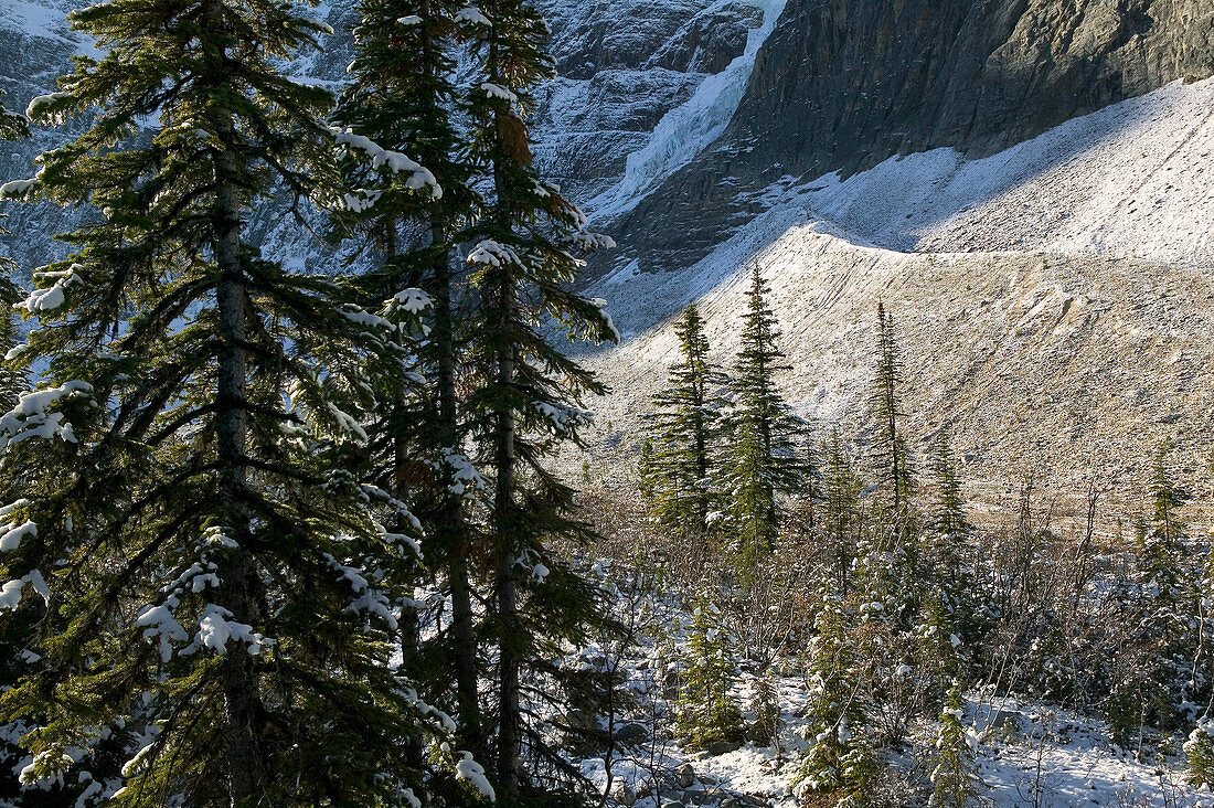 Early winter landscape, Mt. Edith Clavell (3367 m). Jasper National Park. Alberta, Canada