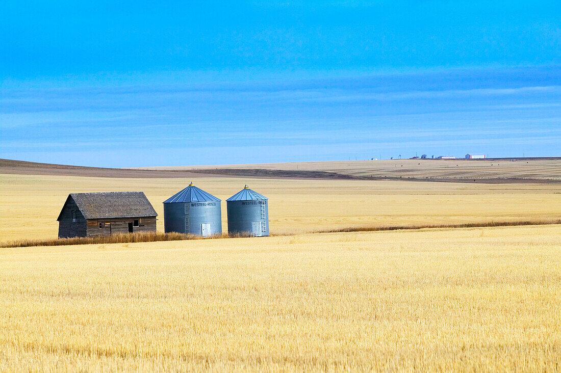 Grain barn, wheat farm in autumn. Rosebud. Alberta, Canada