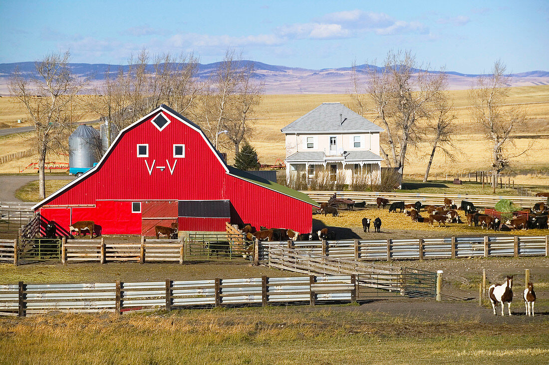 Red barn and ranch. Pincher Creek. Alberta, Canada