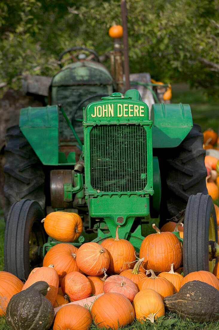 Pumpkins, autumn harvest, Okanagan Valley fruit town. Keremeos. British Columbia, Canada