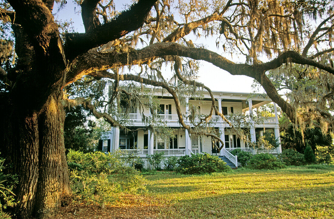 Low country Spanish Moss & Beaufort home at sunrise. Beaufort. South Carolina, USA